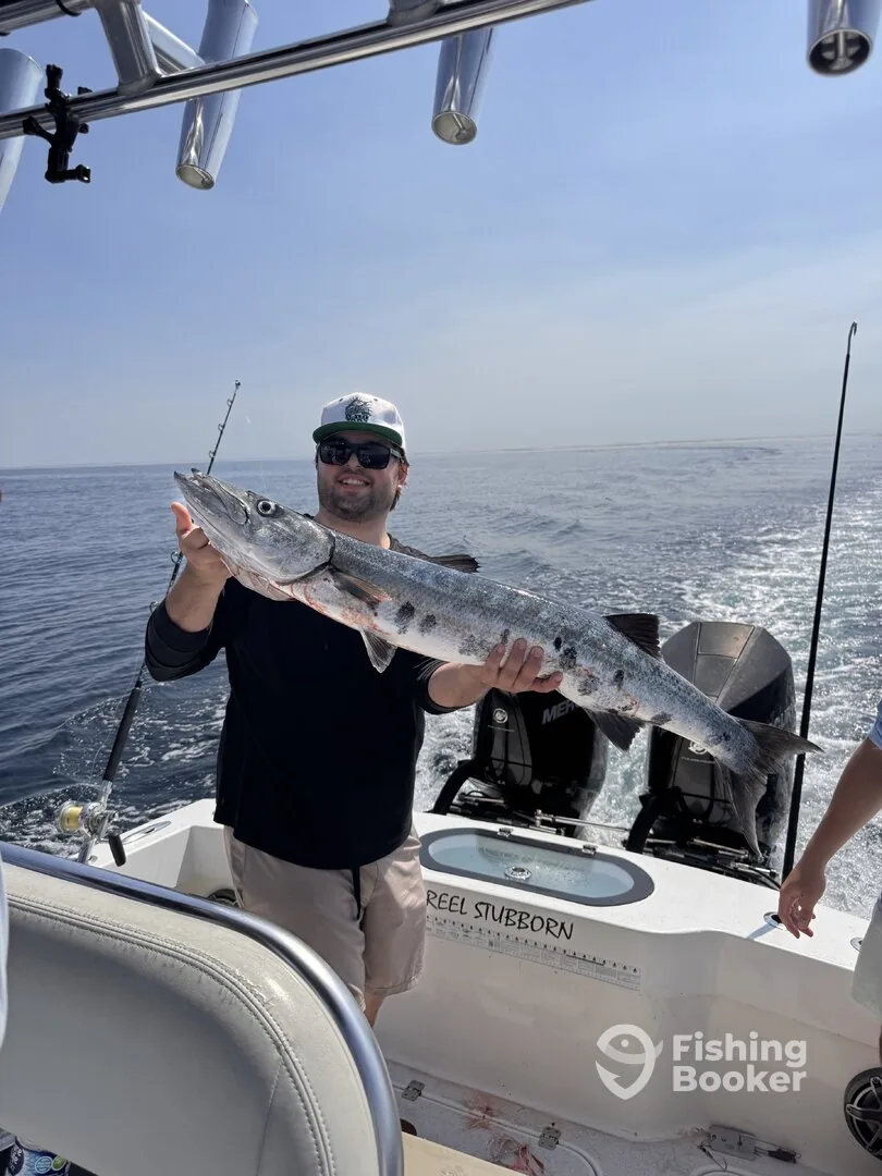Angler holding a great barracuda caught nearshore off Pompano Beach